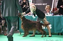 Crufts2011 502